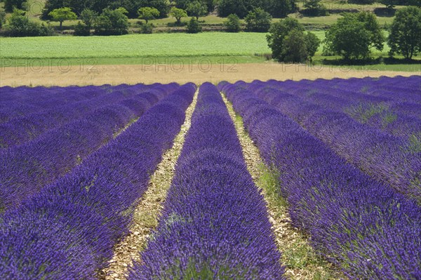 Lavender field