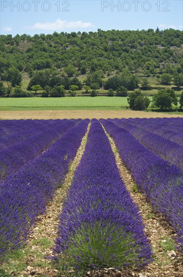 Lavender field