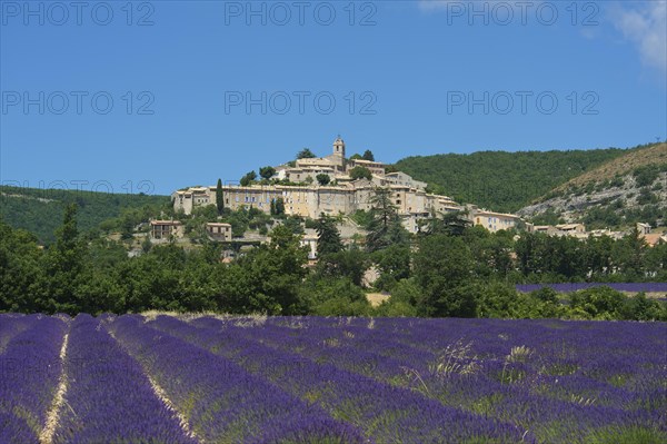 View over a lavender field towards the village