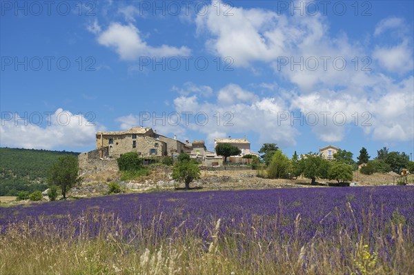 Lavender field with an old settlement