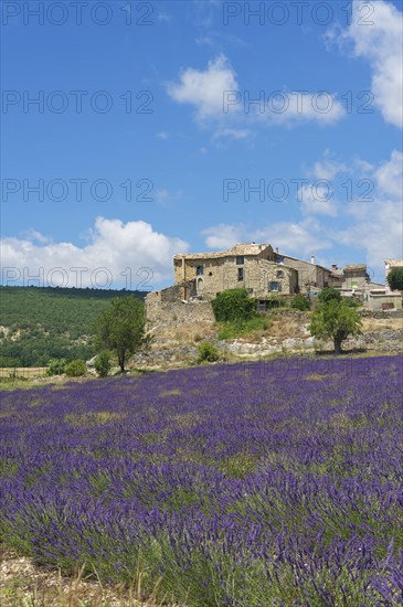 Lavender field with an old settlement
