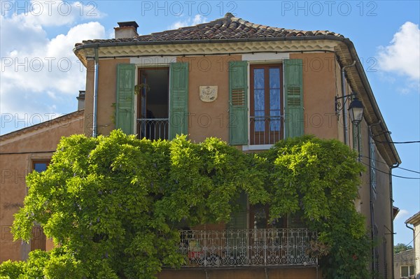 Old house covered in wisteria or wysteria