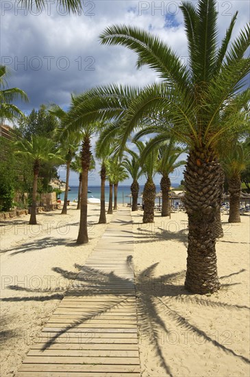 Palm trees on the beach