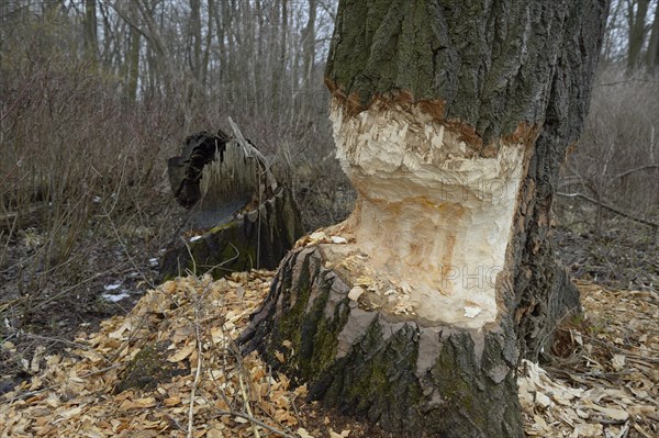 Beaver damage