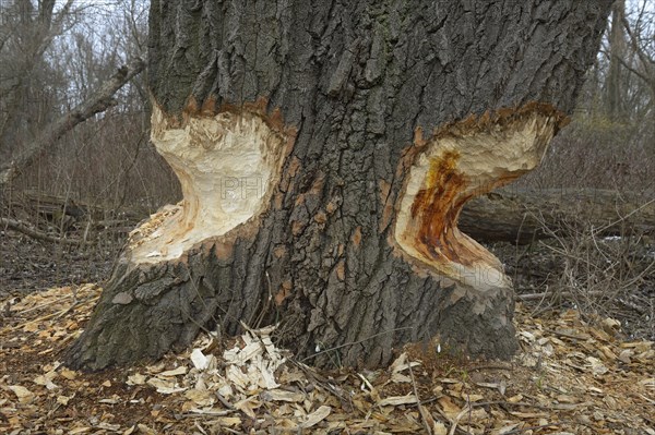 Beaver damage