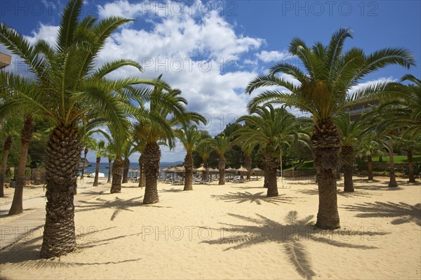 Palm trees on the beach