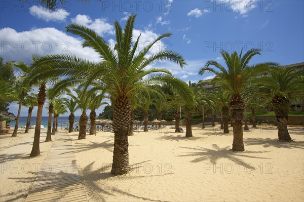 Palm trees on the beach