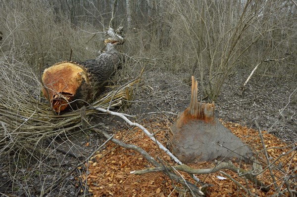 Beaver damage