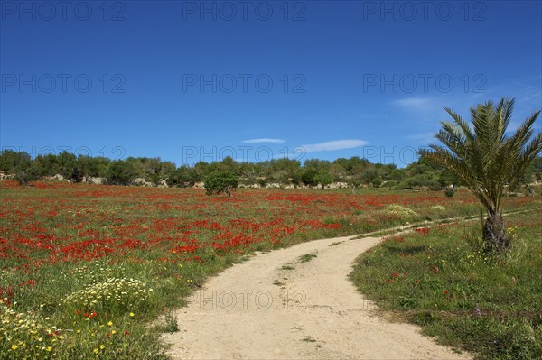 Field path
