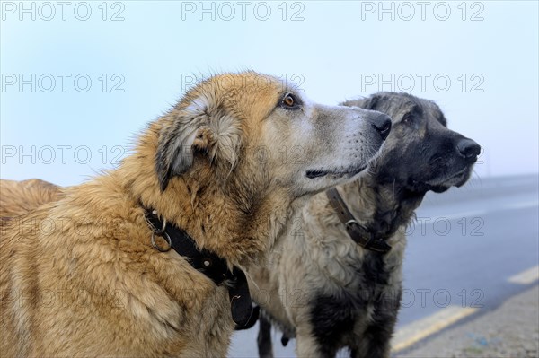 Two shepherd dogs of the Portuguese breed Cao da Serra da Estrela or Serra Dogs