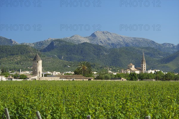 Vineyards and a windmill in front of the Serra de Tramuntana mountains