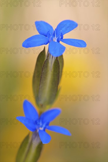 Alpine gentian (Gentiana nivalis)