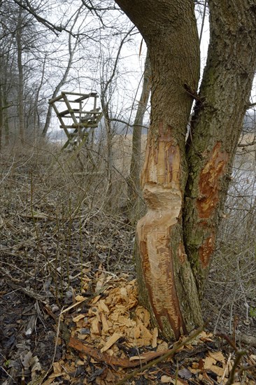 Beaver damage