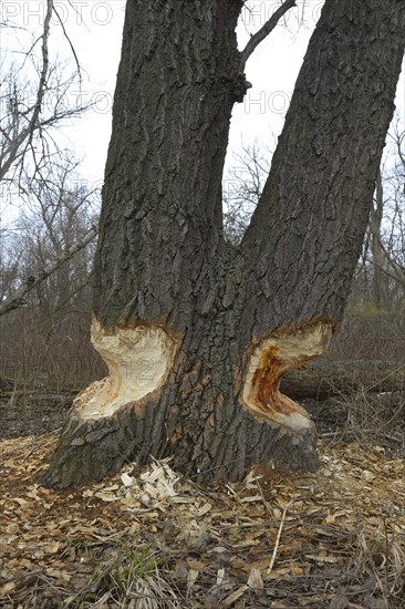 Beaver damage