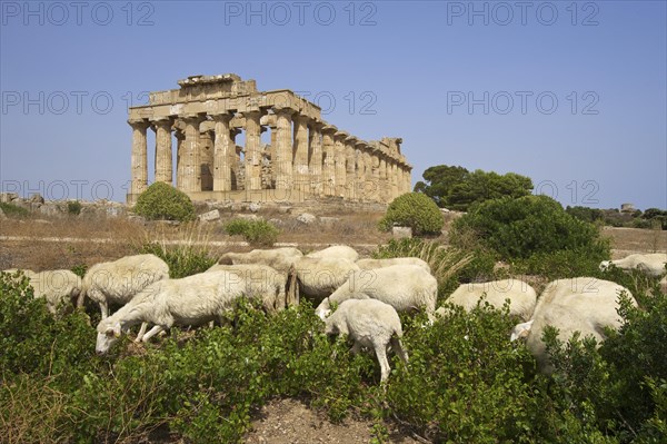 Grazing sheep in front of Temple E