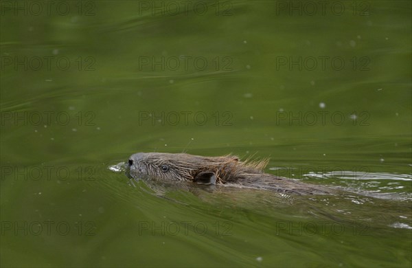 Eurasian Beaver or European Beaver (Castor fiber)