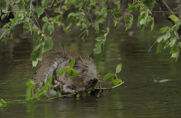 Eurasian Beaver or European Beaver (Castor fiber)