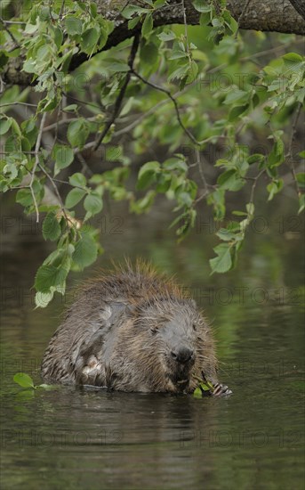 Eurasian Beaver or European Beaver (Castor fiber)