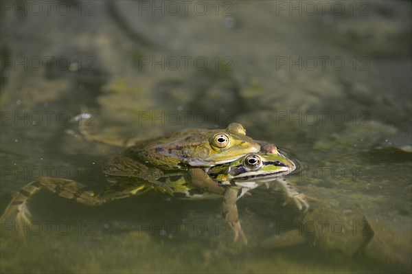 Edible frogs