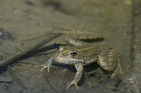 Edible frog