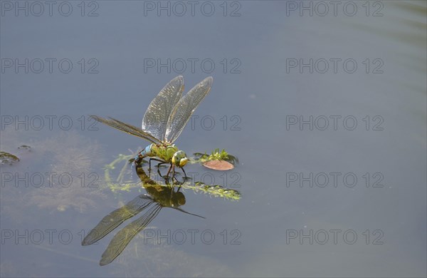 Emperor Dragonfly or Blue Emperor (Anax imperator)