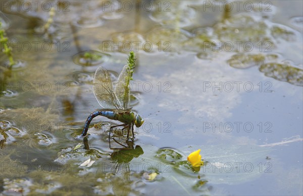 Emperor Dragonfly or Blue Emperor (Anax imperator)