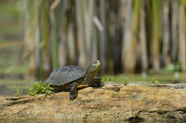 European Pond Turtle (Emys orbicularis)