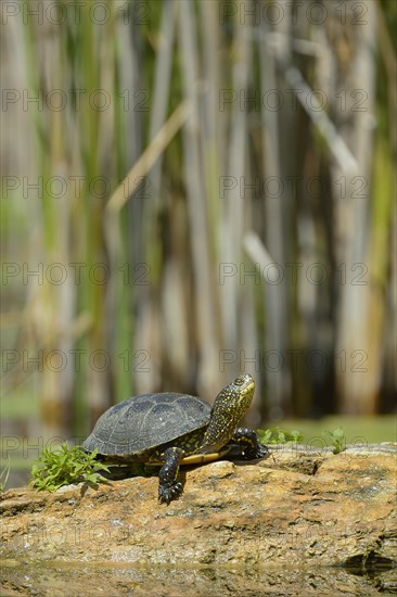 European Pond Turtle (Emys orbicularis)