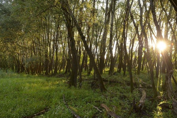 Floodplain forest