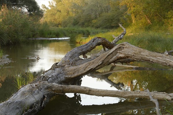 Danube floodplains