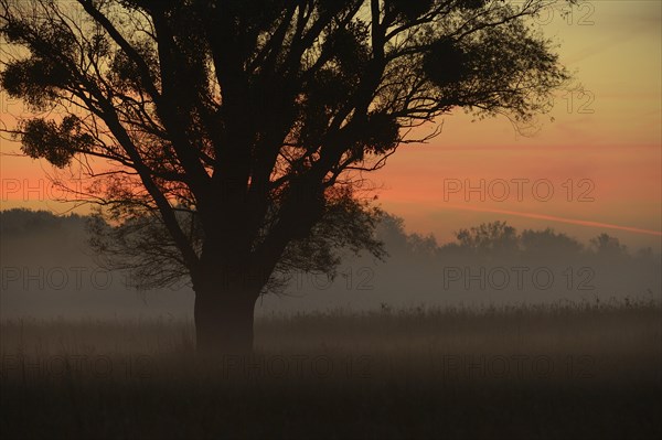 Morning mist over the Danube floodplains