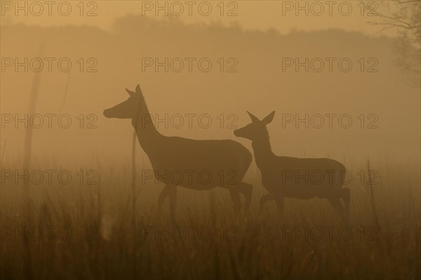 Red deer (Cervus elaphus)