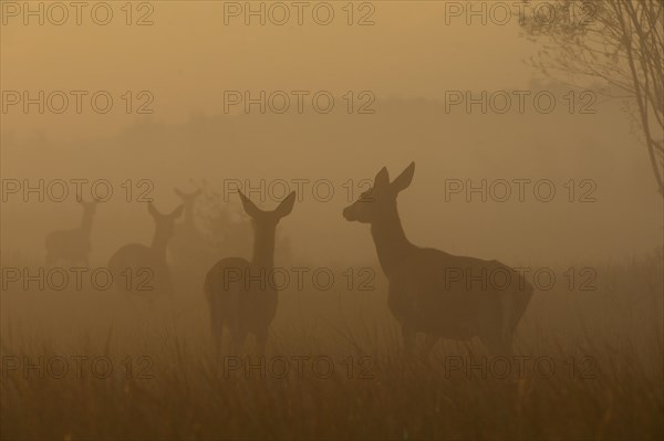 Red deer (Cervus elaphus)