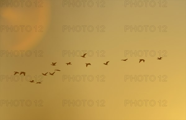 Flying Great Cormorants (Phalacrocorax carbo) at dawn