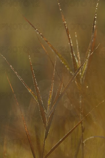 Reeds with morning dew