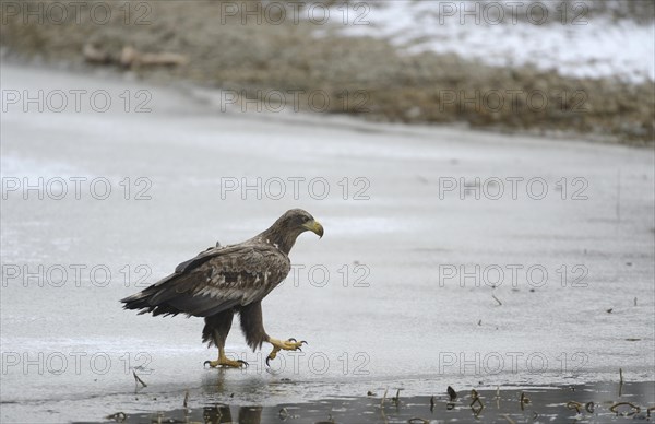 White-tailed Eagle or Sea Eagle (Haliaeetus albicilla)