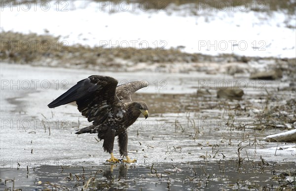 White-tailed Eagle or Sea Eagle (Haliaeetus albicilla)