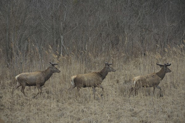 Red Deer (Cervus elaphus)