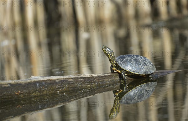 European Pond Turtle (Emys orbicularis)