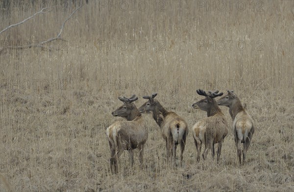 Red Deer (Cervus elaphus)