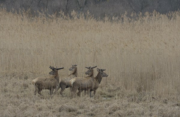 Red Deer (Cervus elaphus)