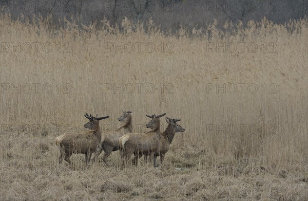 Red Deer (Cervus elaphus)