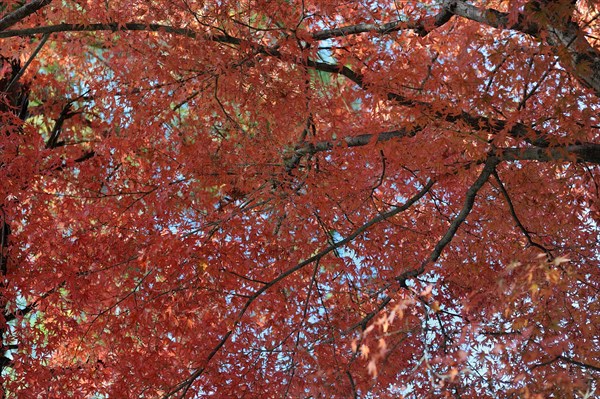 Japanese Maple (Acer palmatum) with red foliage in autumn