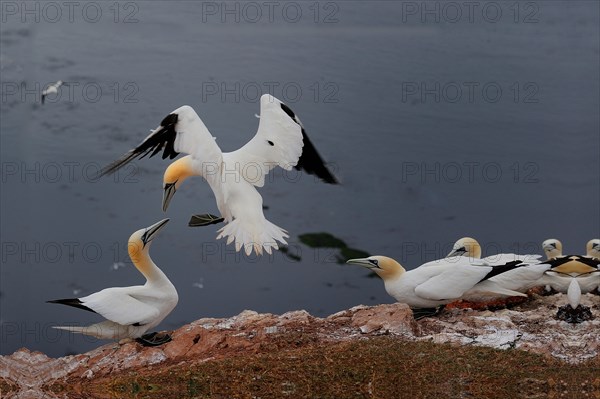 Flying Northern Gannet (Morus bassanus) during a courtship display in a breeding colony