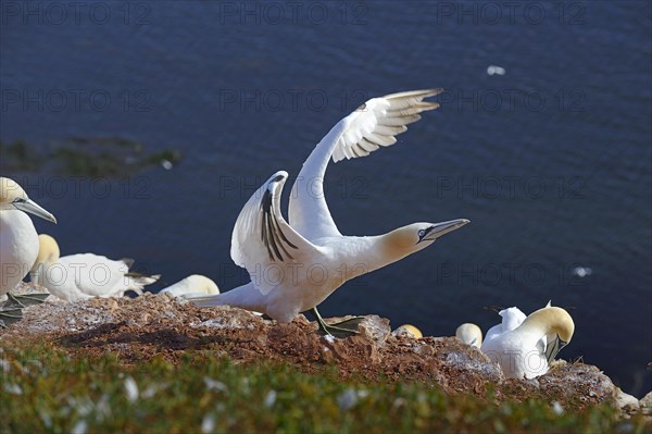 Northern Gannet (Morus bassanus)