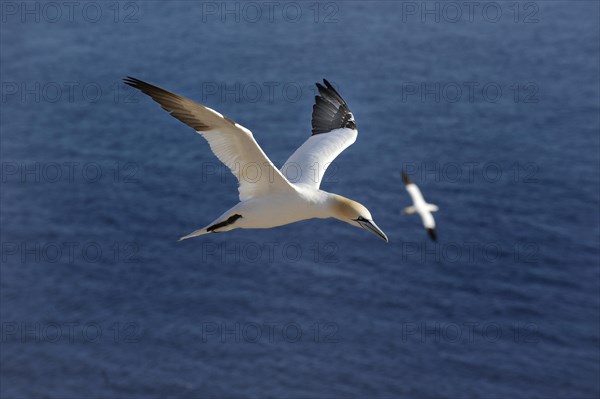 Northern Gannet (Morus bassanus) flying over the North Sea