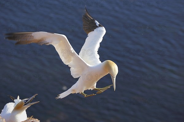 Northern Gannet (Morus bassanus) landing in the colony