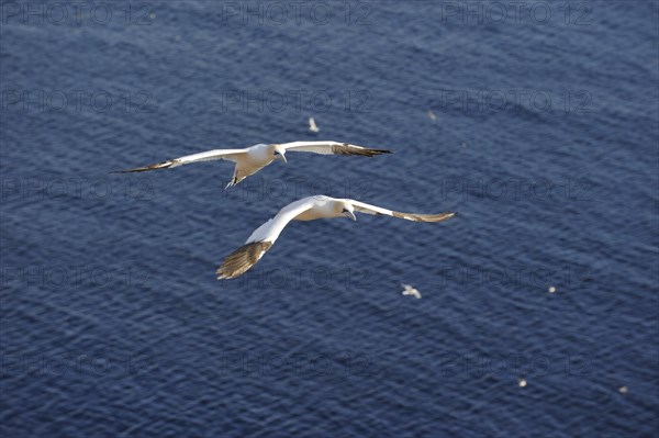 Northern Gannet (Morus bassanus) flying over the North Sea