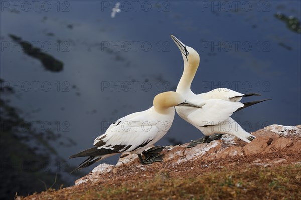 Northern Gannet (Morus bassanus) preening its partner in the breeding colony