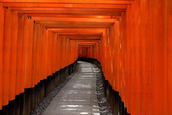 Walkway made of Torii